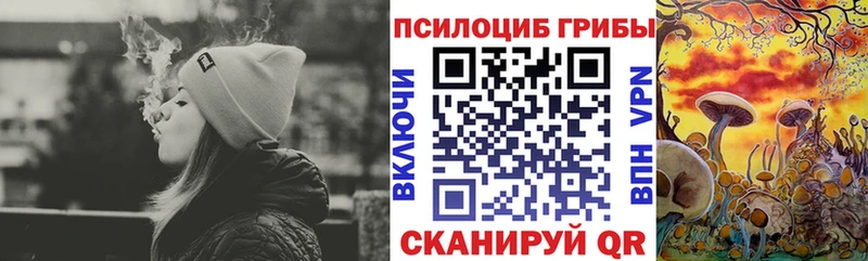 купить закладку Карачев Галлюциногенные грибы Psilocybe
